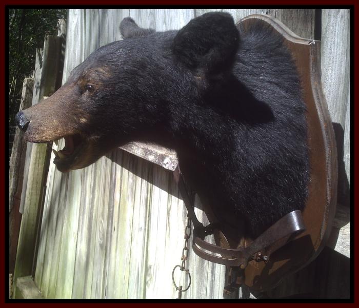 Black Bear Head Mount And Trap For Sale at GunAuction.com - 8584744